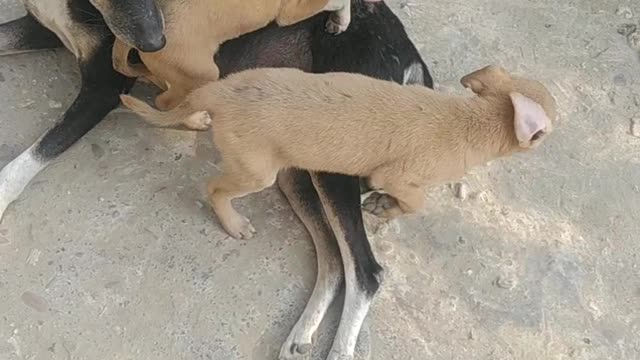 Dog terenigh milk drinking