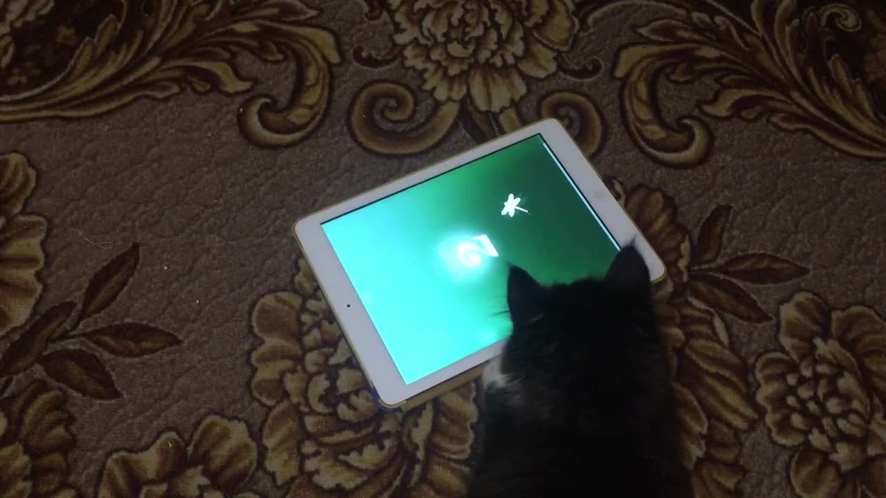 This Cat Loves Its Tablet