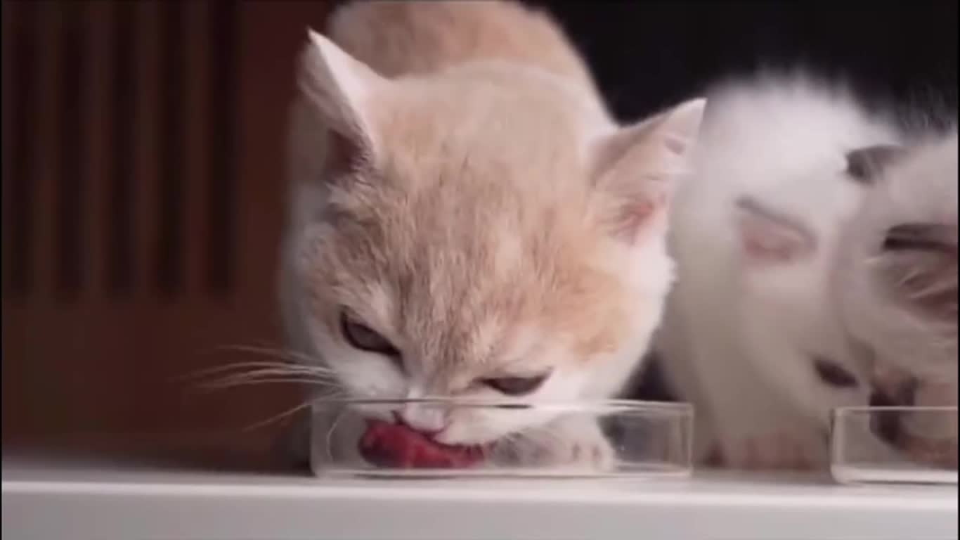 The Kitten Is Trying To Eat Raw Eat