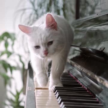 A Cat walking over the piano keyboard