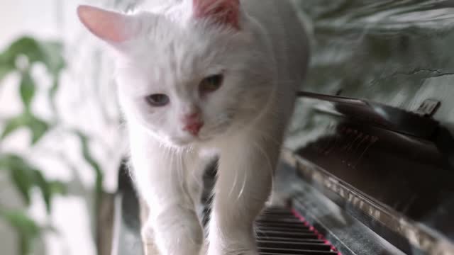 A Cat walking over the piano keyboard