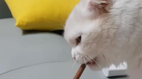 Cute cat is eating a snack -2