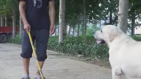 DOG SAVE BLIND MAN LIFE 😚😚😗