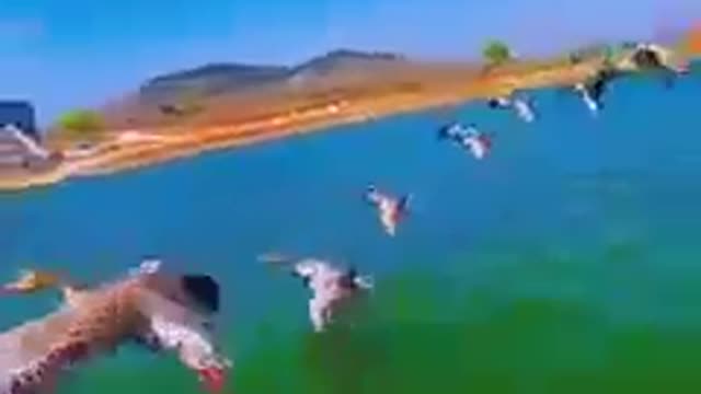 Amazing Sight with birds