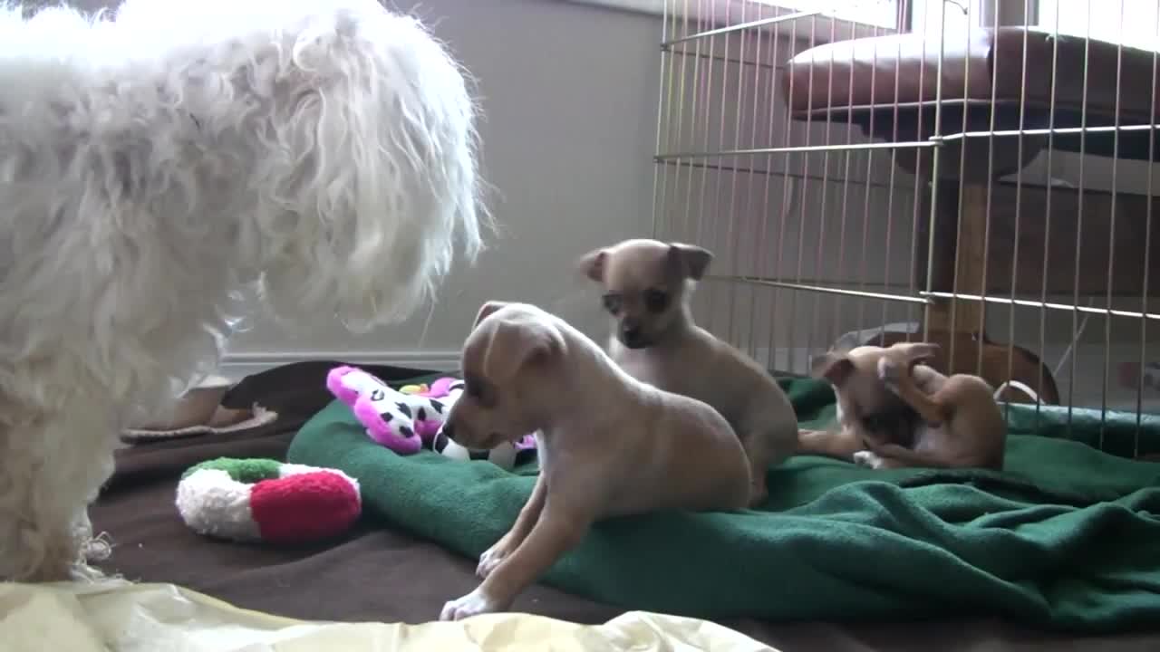 Chihuahua Puppies get visit from "William", the Maltese mentor