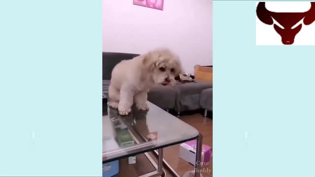 FUNNY ANIMALS VIDS COMPILATION