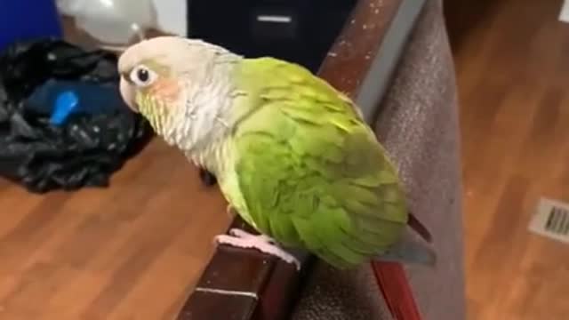 Birb Vibing to Gorillaz