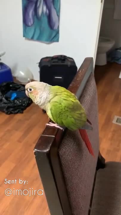 Birb Vibing to Gorillaz