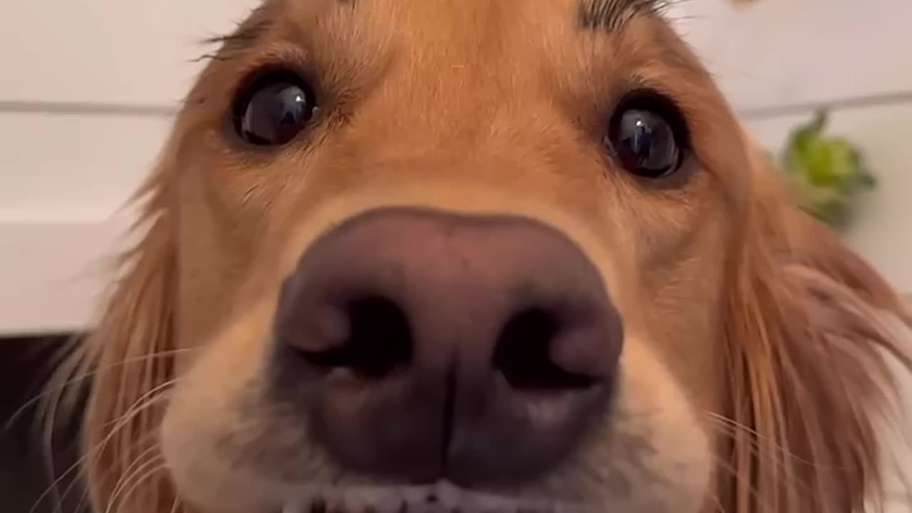 Lesson never mess with your dog
