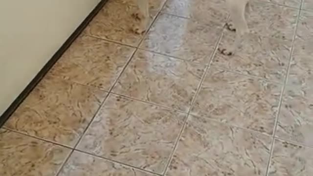 luna e sua irmã celiny