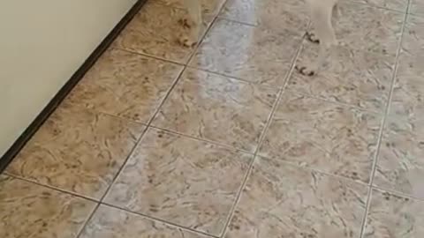 luna e sua irmã celiny