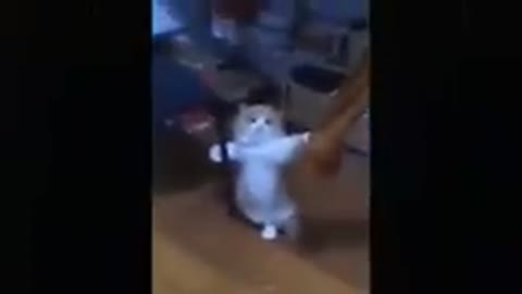 OMG So Cute Cats ♥ Best Funny Cat Videos