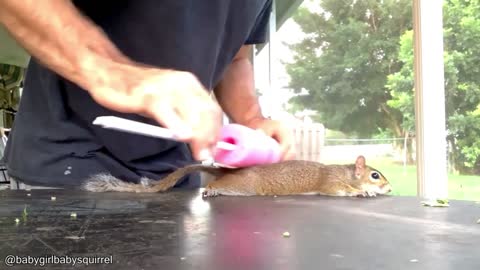 massage the squirrel