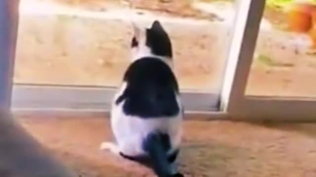 Funny Dog & Cats Video 🐶 🐱