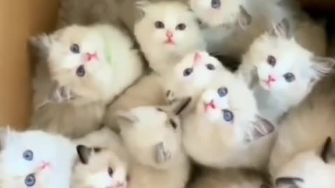 #kittens viral video#