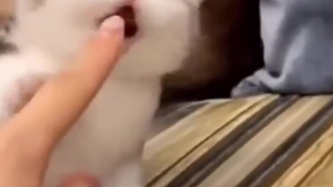 Cute kitten bites finger