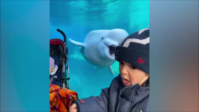 Funny Toddler encounters with Beluga whale and runs away