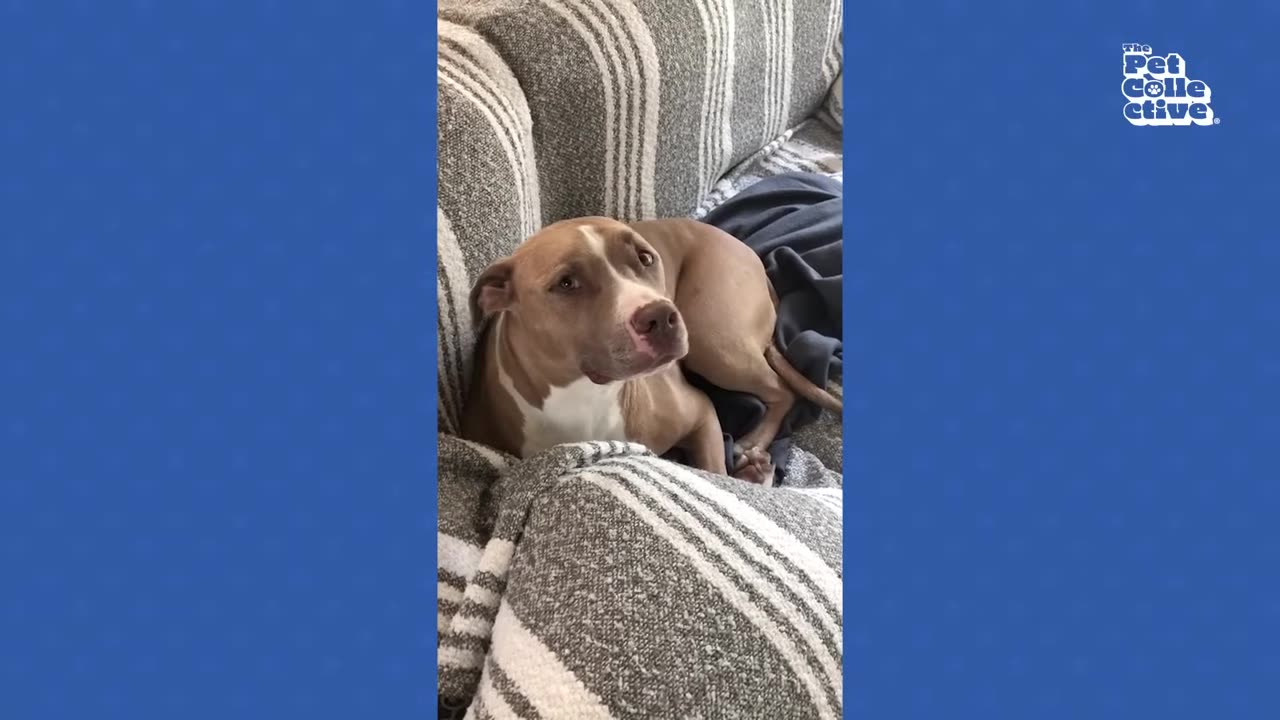 GUILTY Pets 🤣 FUNNIEST Compilation 😂 Best of Internet