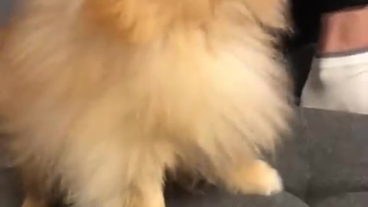 Pomeranian dog has the most hilarious sneeze #cat #cute #kitten