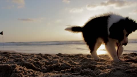 cute dog playing on the beach .OWWWWWW