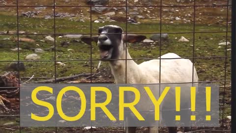 Putin the Boot in; The No Goat Show