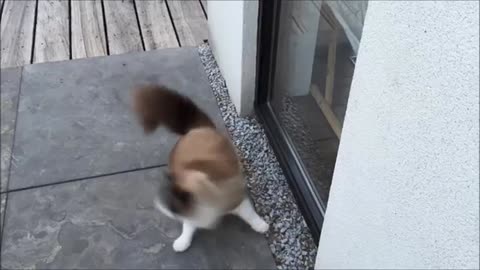 Timo the Ragdoll Cat vs Feather