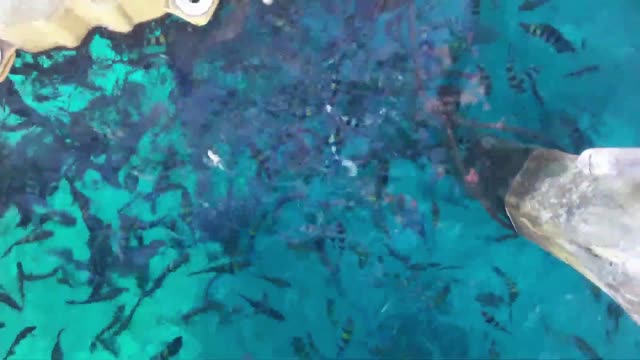 I call This village, fish garden