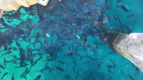 I call This village, fish garden