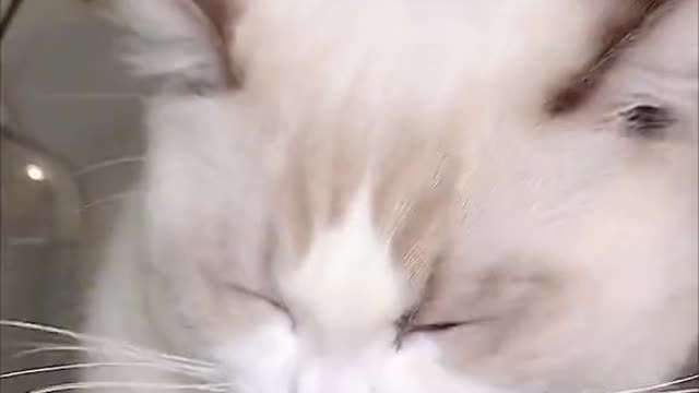 asmr cats