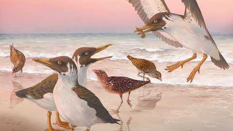 Janavis_ new species of toothed bird from the Age of Dinosaurs