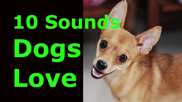 10 sounds dogs love