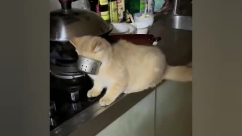 Cat and Dog Funny