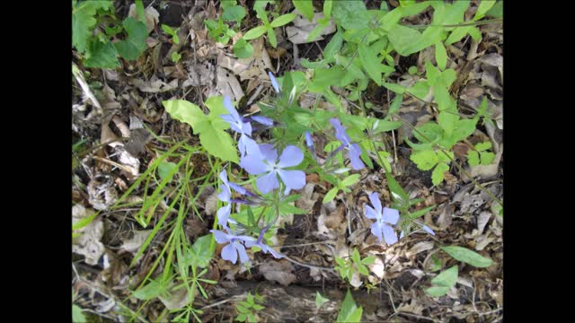 Enchanted Dreams ~ Wild Forest Phlox