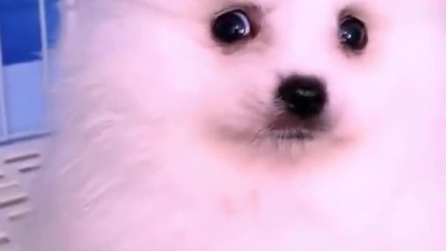 Cute Puppy That Will Make You Happy