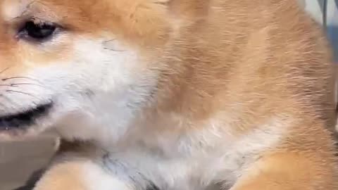I don’t want to play with you. #ShibaInuBaby#豆Chai#小奶狗#Shiba Inu Douchi