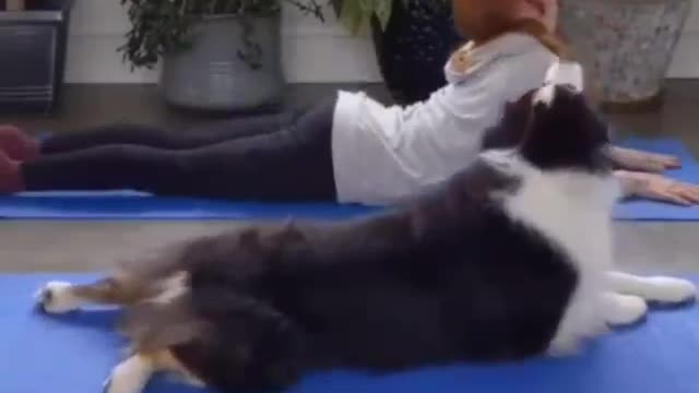 dogs doing yoga