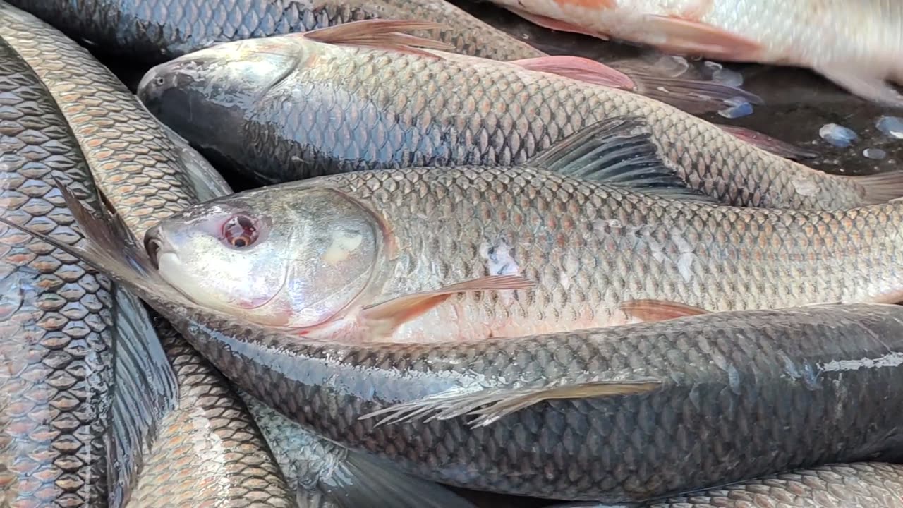 Giant Katla Carp Fish Nice Video In Bnagladesh Fish Market