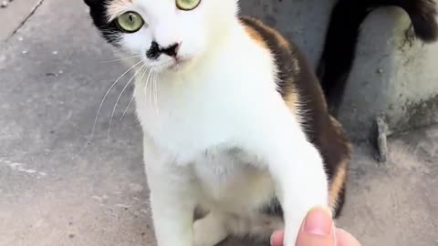 Funny cat 🐈😺😺