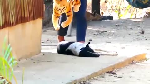 Prank Dog Funny&fake Lion and fake tiger pranks