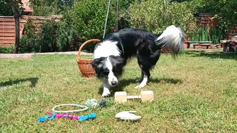 Put your toys away please! Rakd el a játékaidat légyszives! Guru border collie