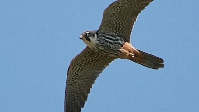 Top 5 Fastest birds in the world