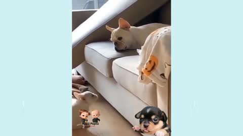 Cute puppies doing cute things