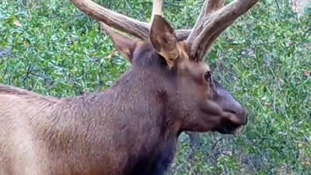 The most fascinating thing about it is its horns
