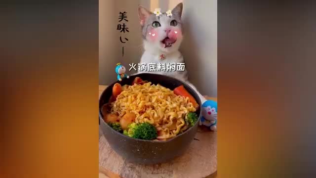 Super Cat Chef | Cute and Funny Cat Videos Compilation