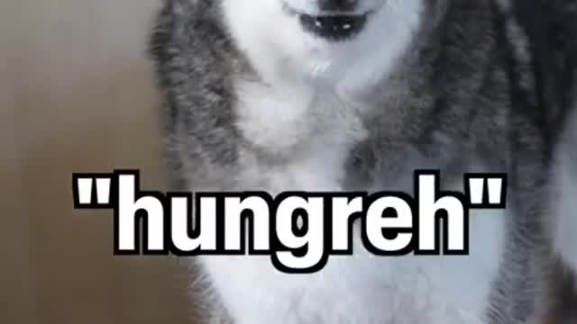 Dog talking video husky