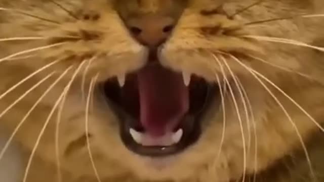 Cute Cat Gets Scared By Fake Snake