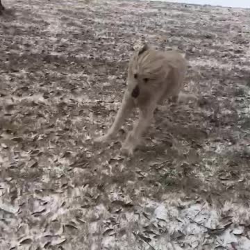 Texas dog Reggie Carl