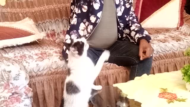 The cat want eat but cant get food