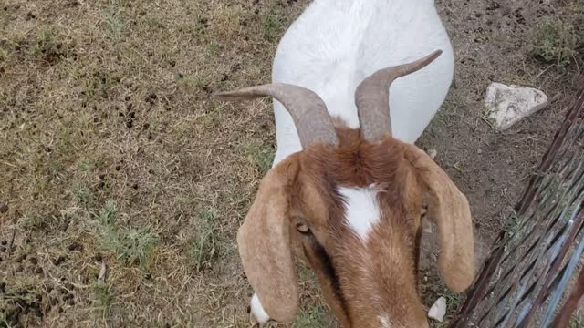 Goats are truly demonic