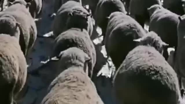 sheep walking in a straight line